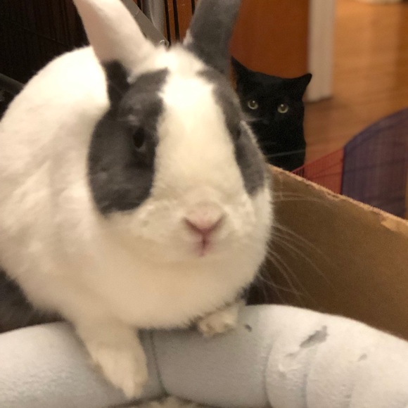 Meet your Posher, Marcy - Picture 5 of 6